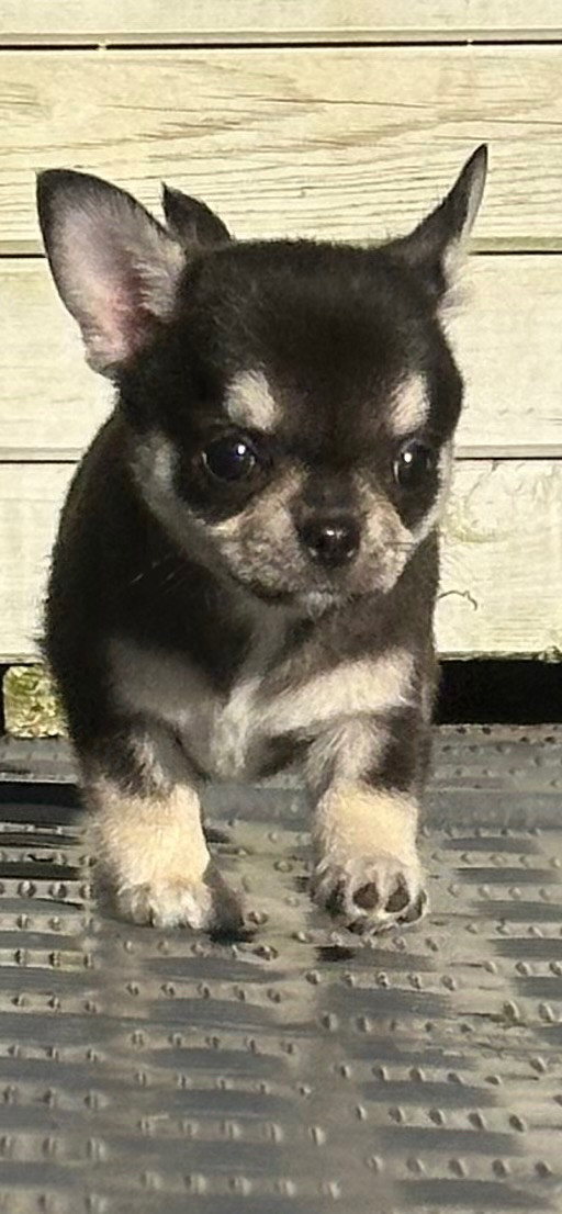 Mini chipette
