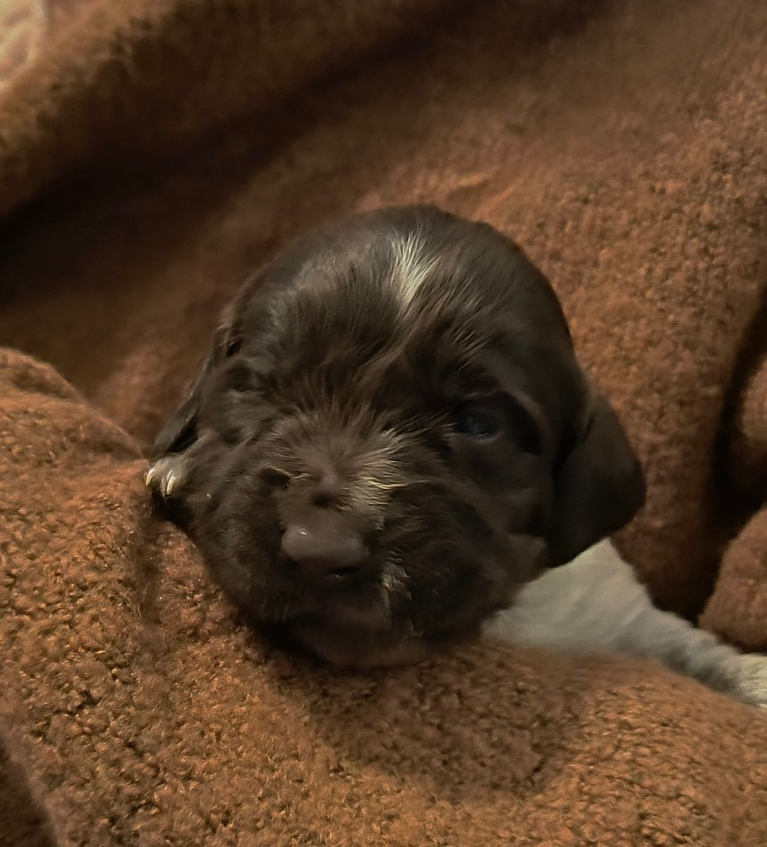 Kleine Münsterländer