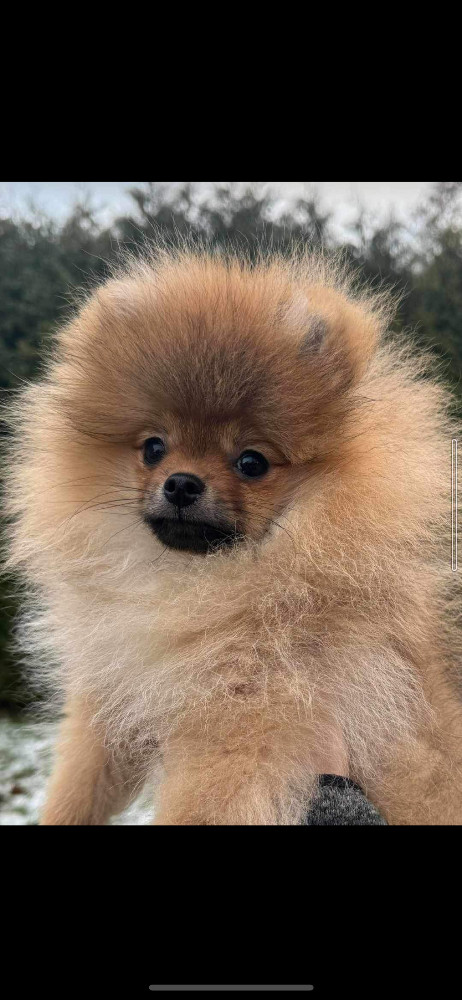 Adorable Plush