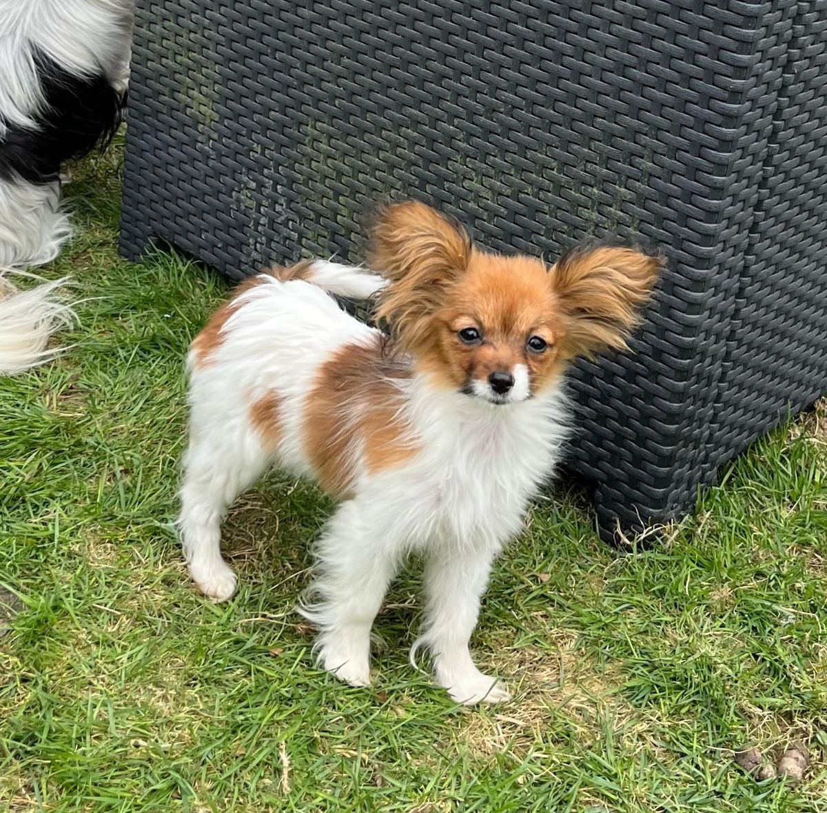 Itzybitzy's kennel