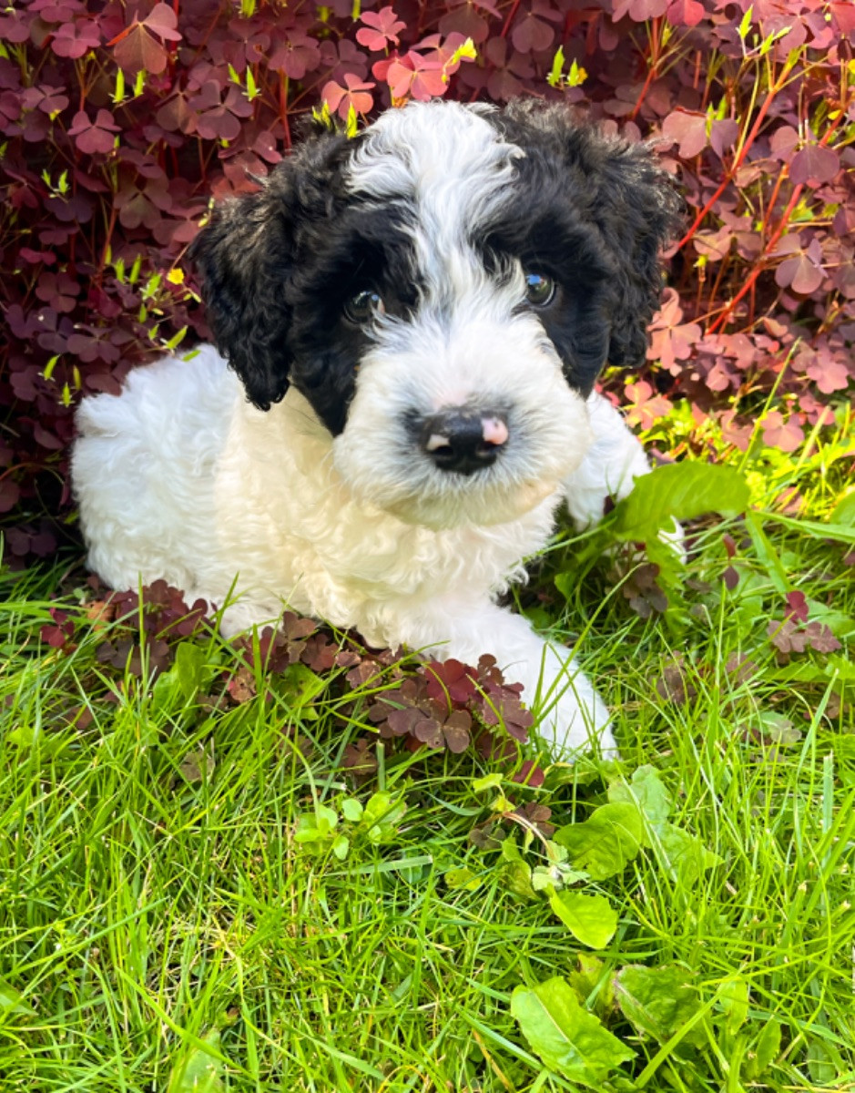 Spanish Water Dog (Perro de Agua Espanol)