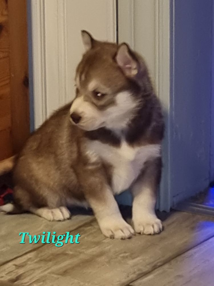 Puirasbluespirit