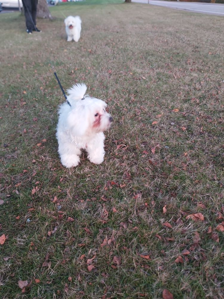 Bichon