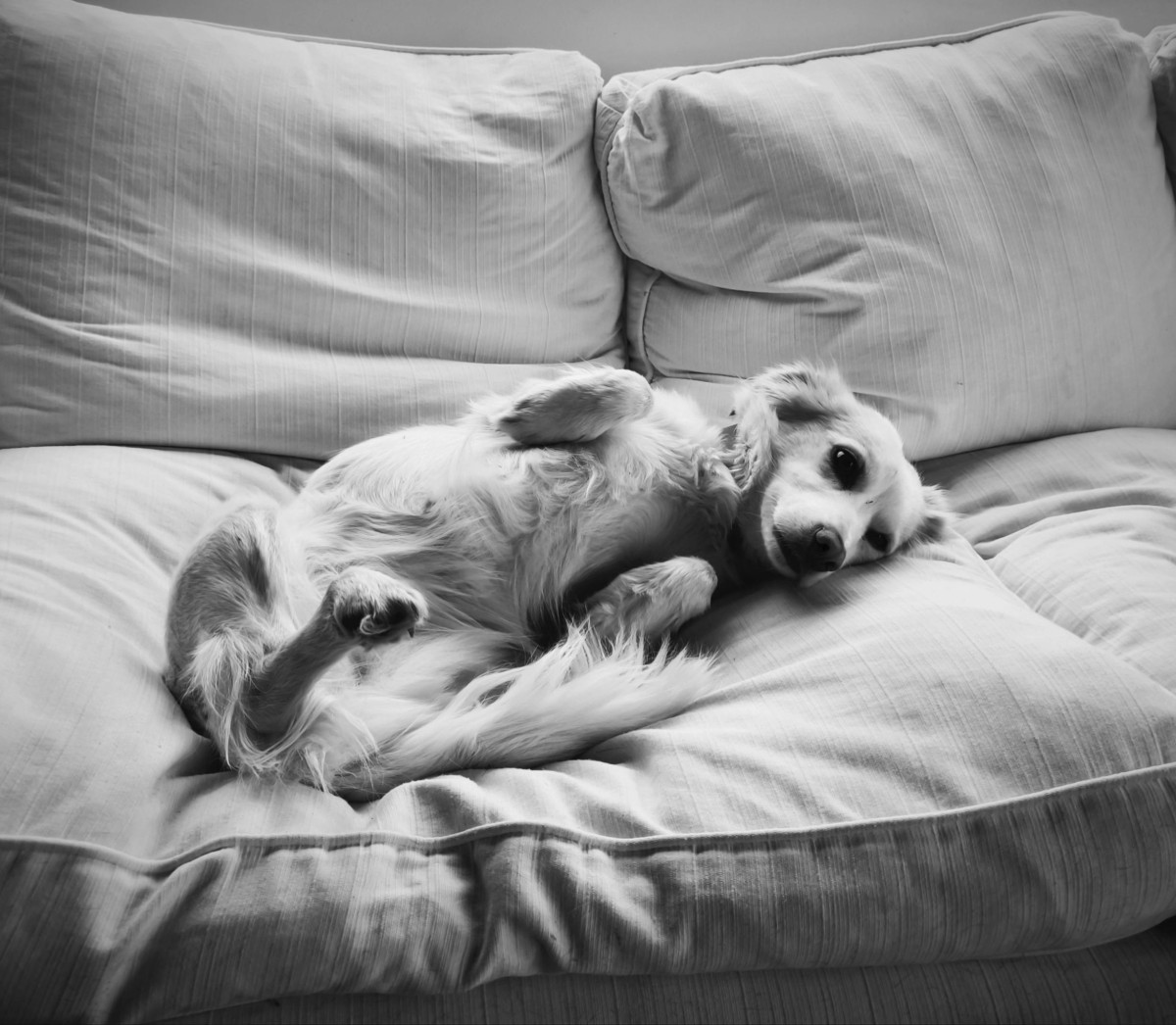 Your Puppy’s First 8 Weeks at Home – Checklist for New Owners