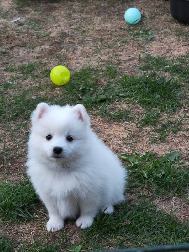 Japanese Spitz