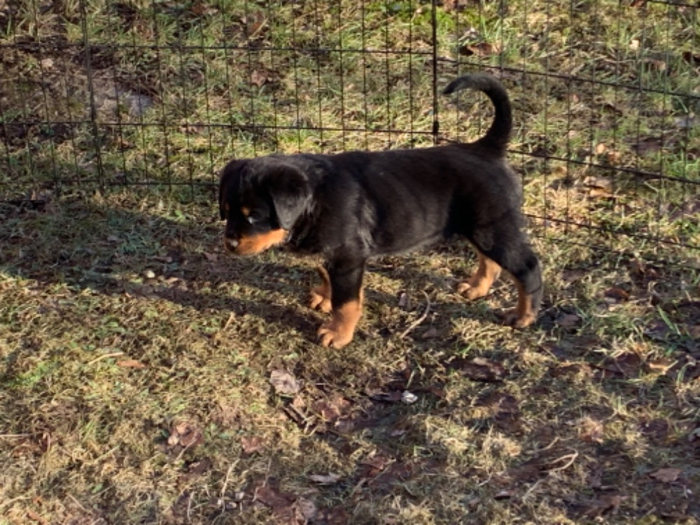 Kennel Tapto's