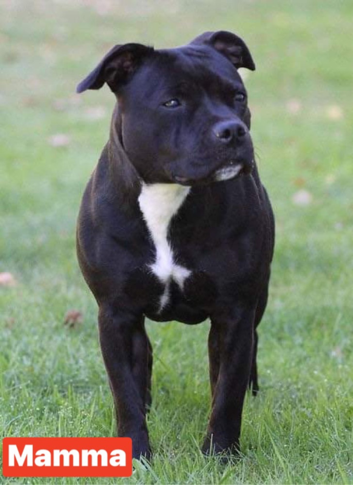 Tattmans kennel