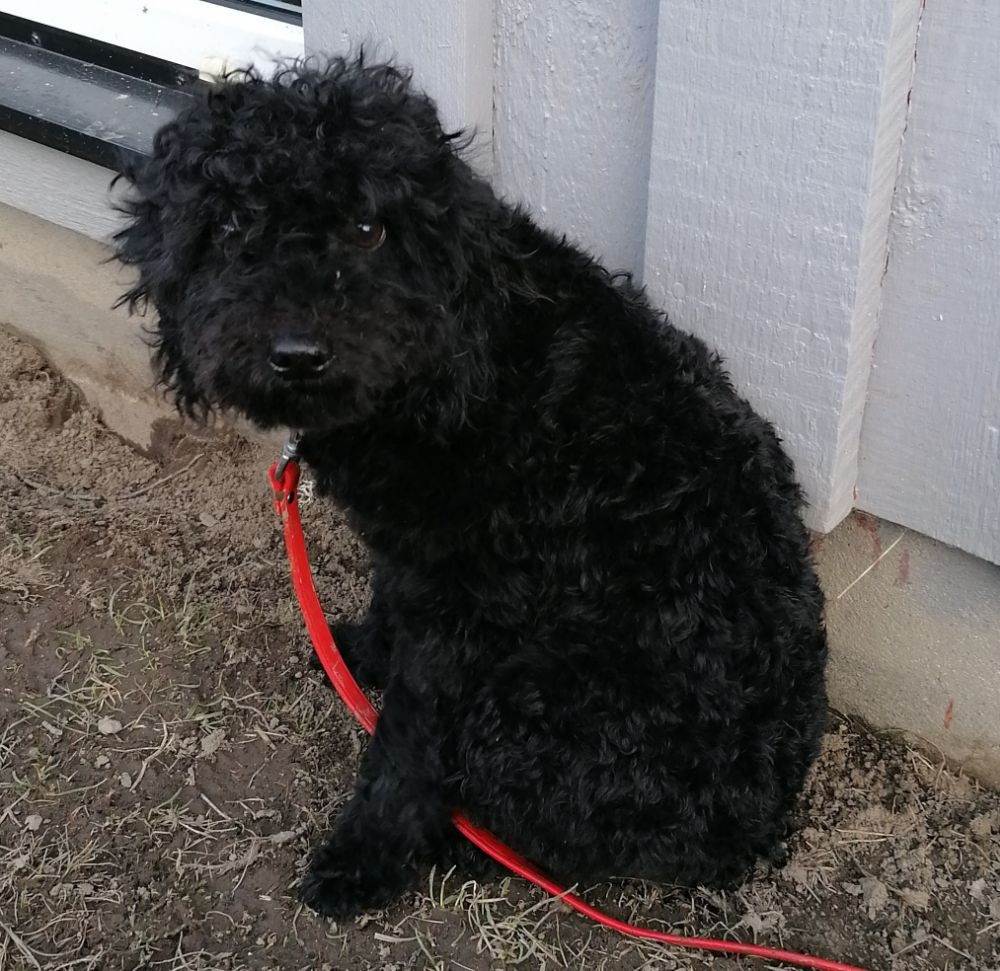 Hjortkvarns Cavapoo