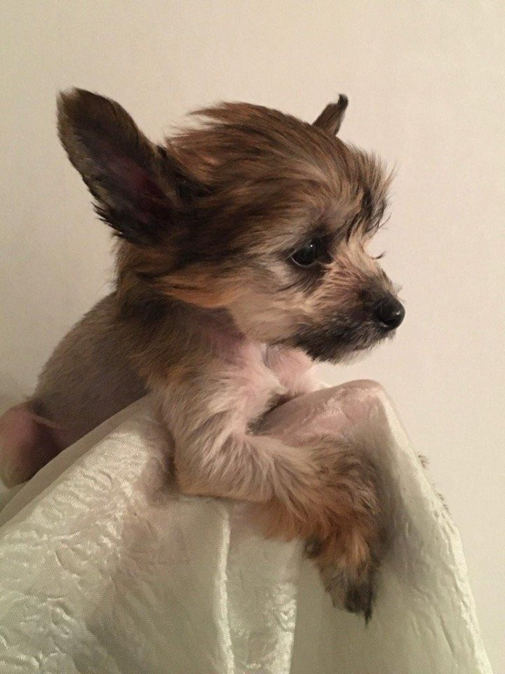 Chinese Crested Dog