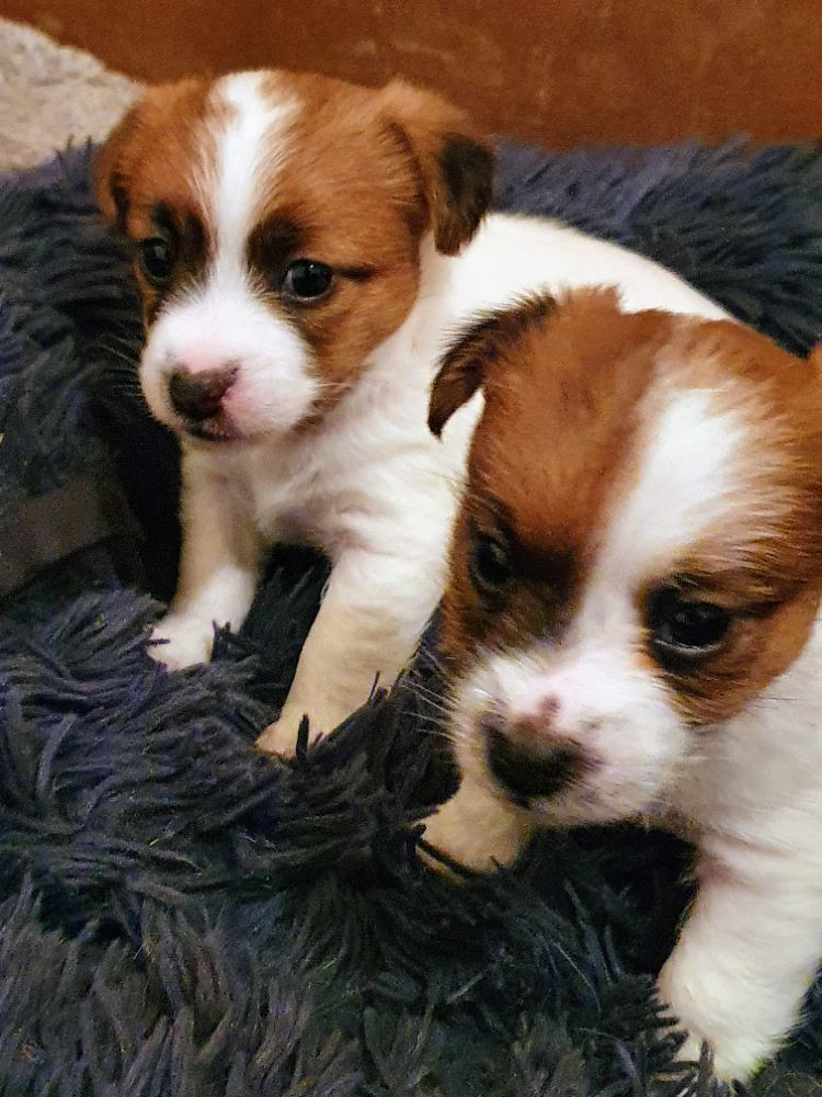 Jack russell terrier