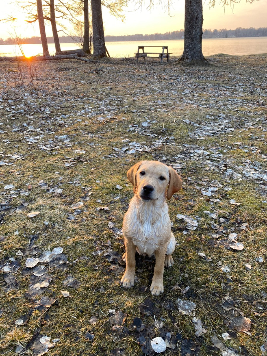 Labrador retriever