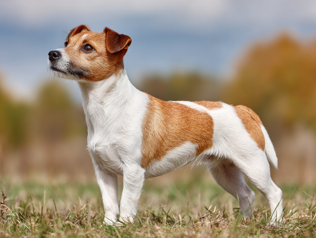 Jack Russell Terrier