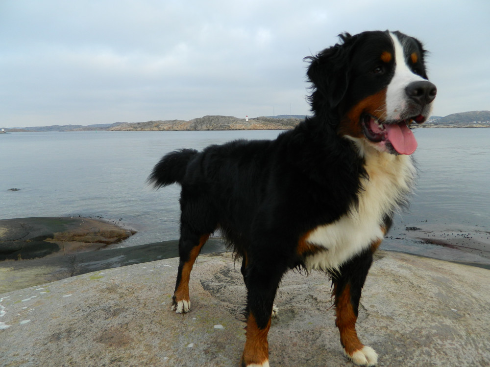 Bernese Mountain Dog