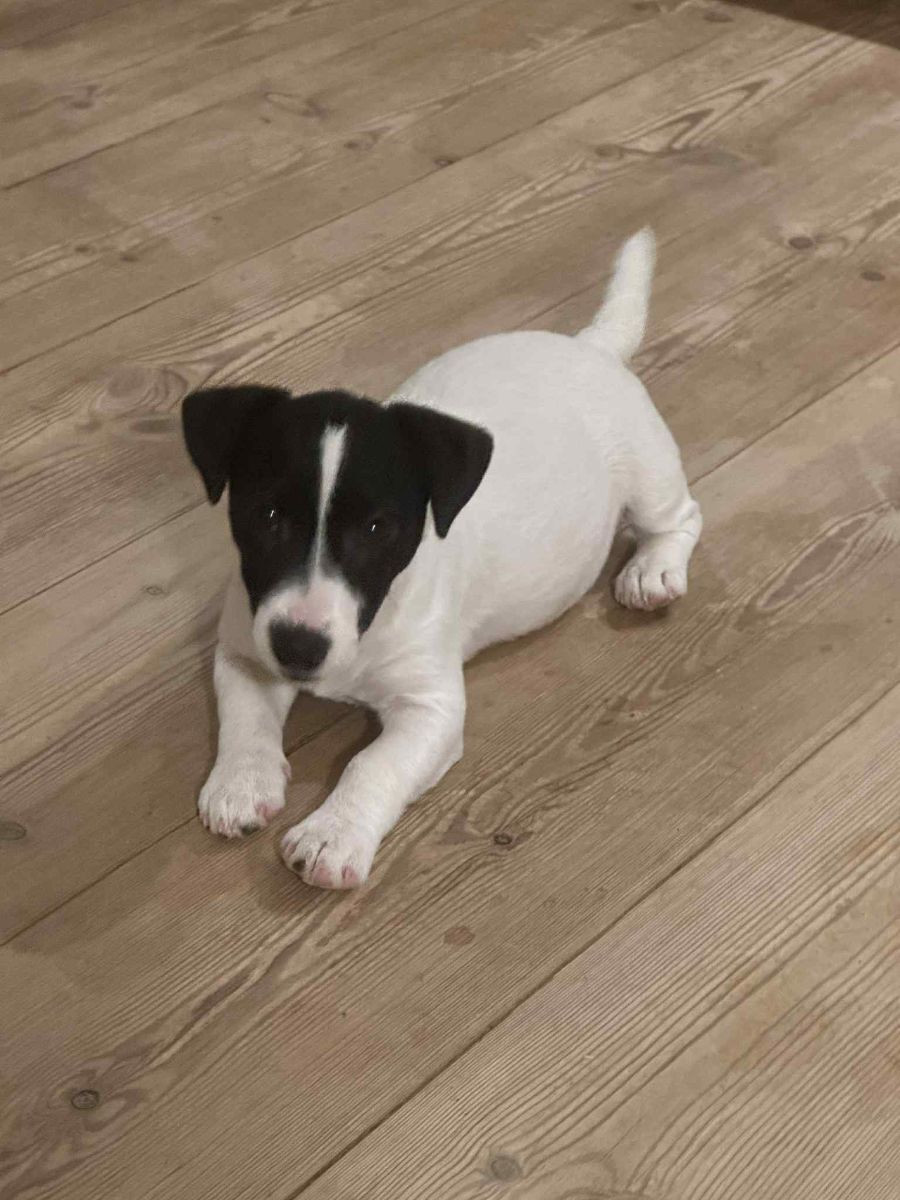 Jack Russell Terrier