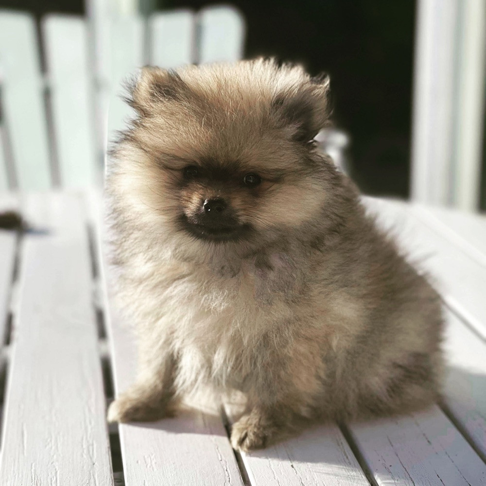 Pomeranian