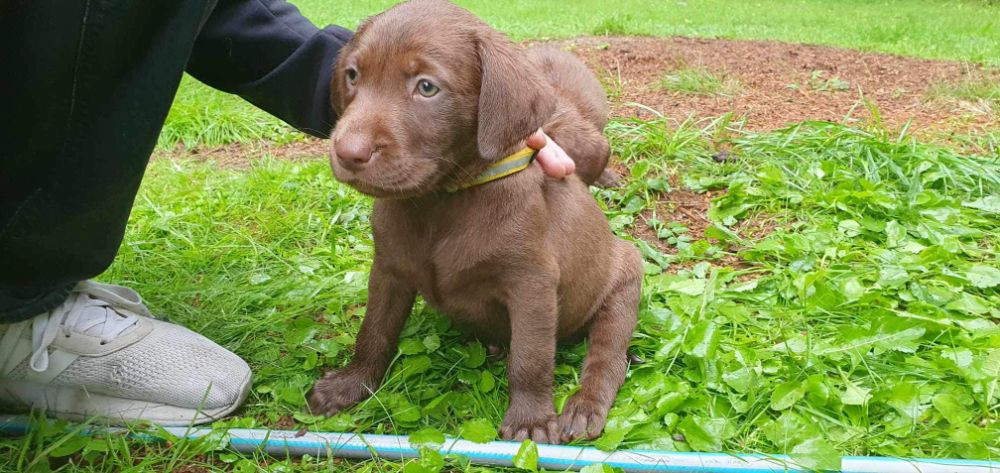 Labrador Retriever