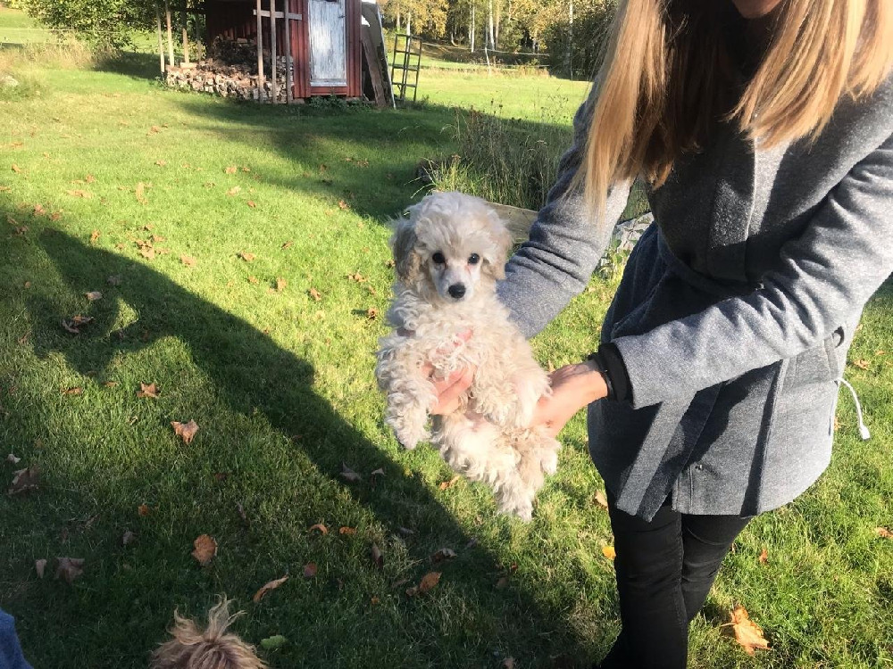 Miniature Poodle