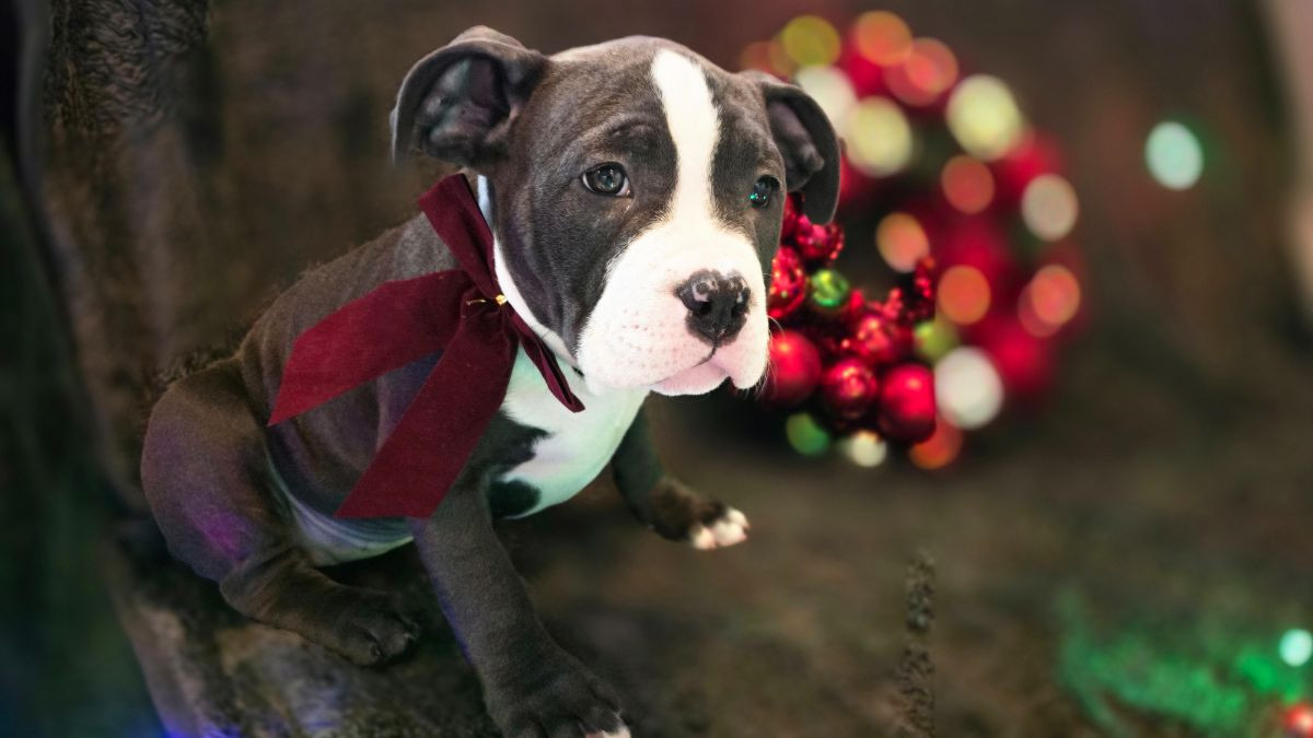 American Bully · 2025-09-09 · Värnamo · Stephanie T.