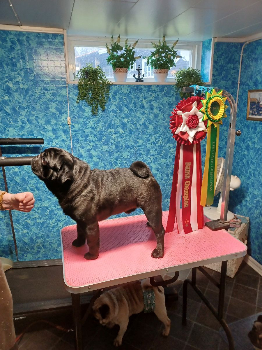 Pugwamps