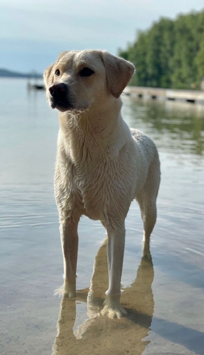 Labs of grebyn