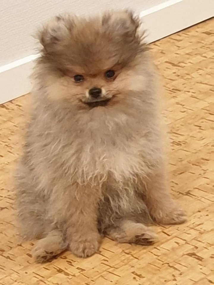 Pomeranian