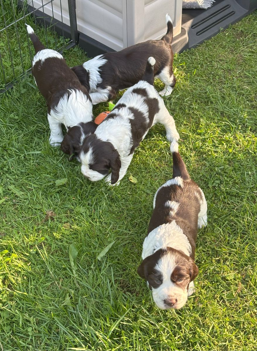 Passion Spaniels