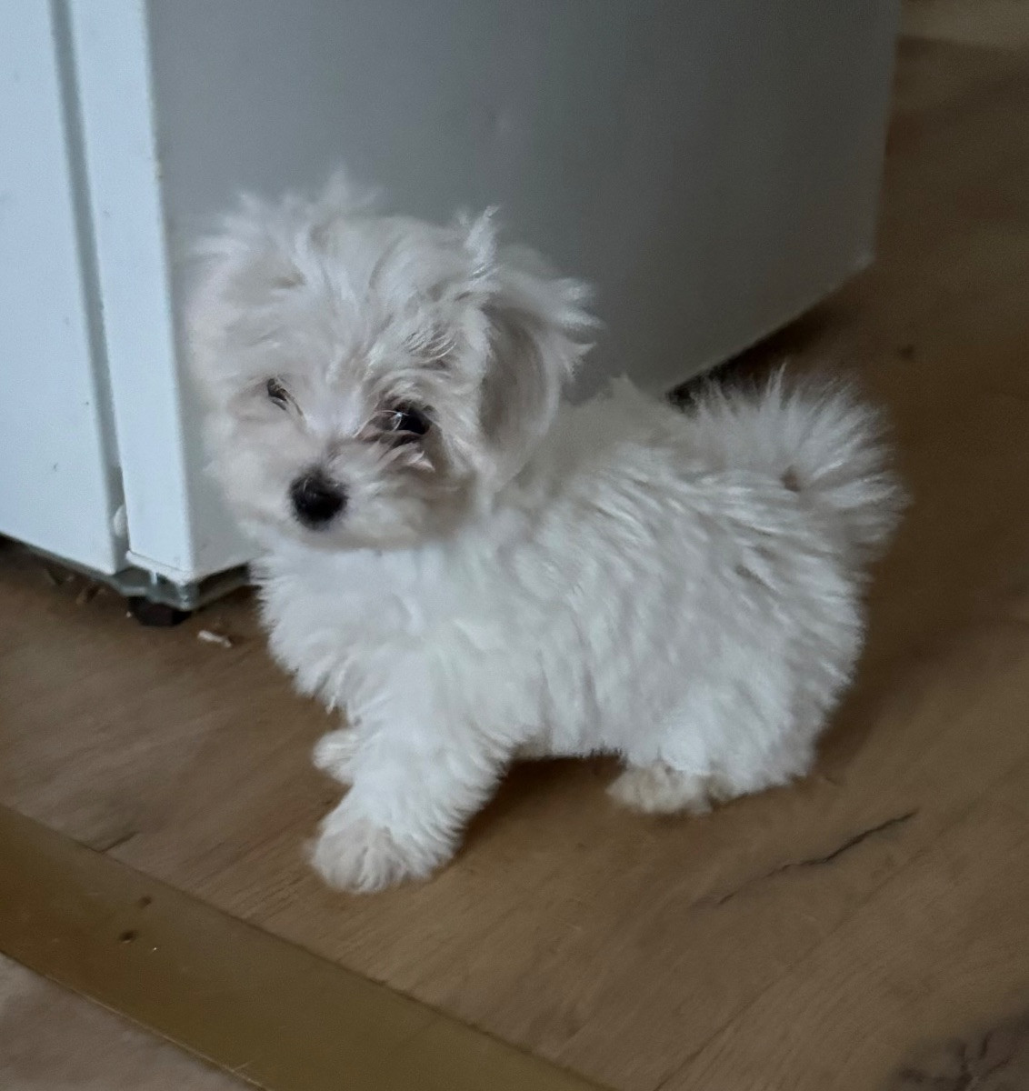 Malteser · 2025-10-25 · Väröbacka · Anna J.