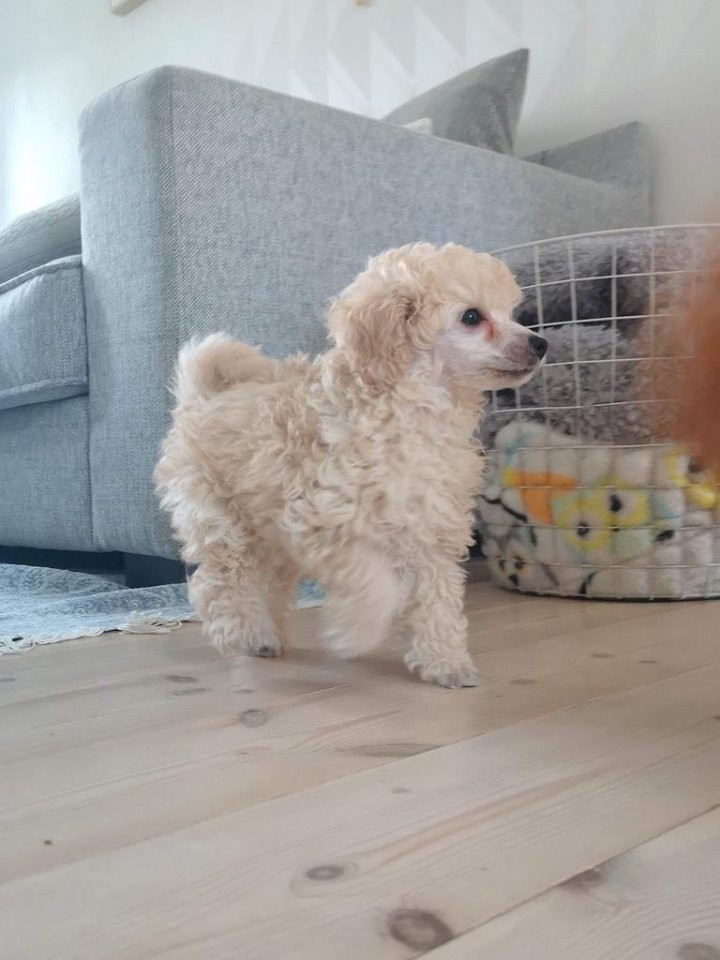 Russelltorpet
