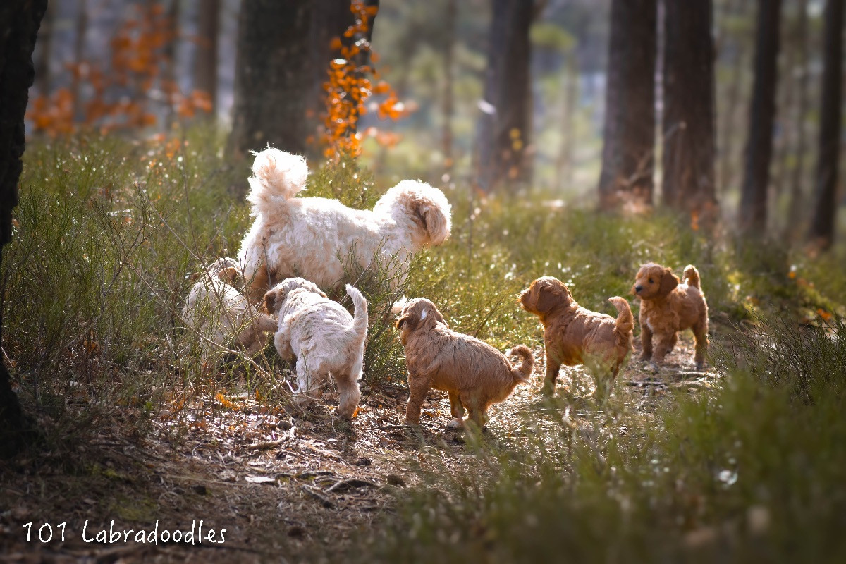 101 Labradoodles
