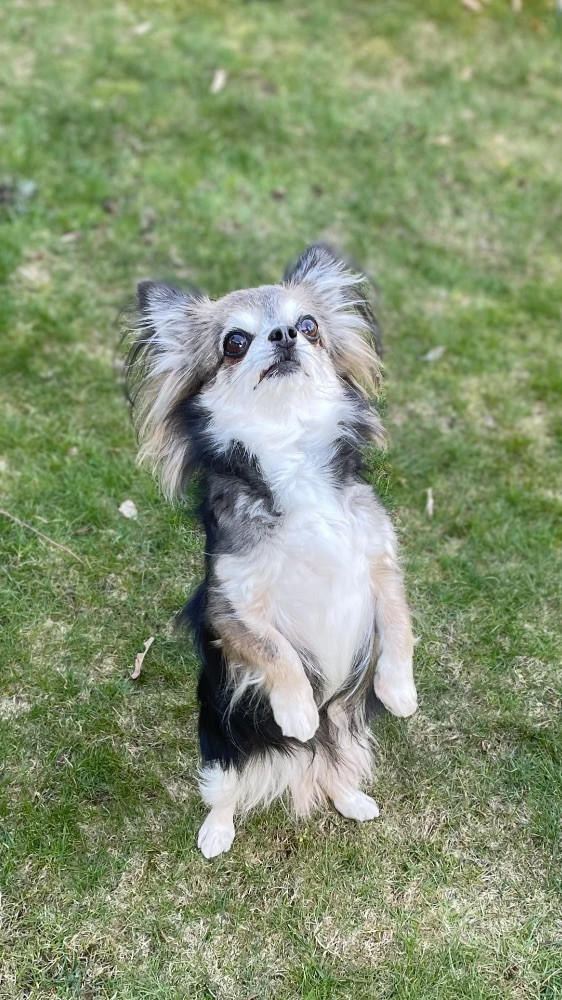 Mini chipette