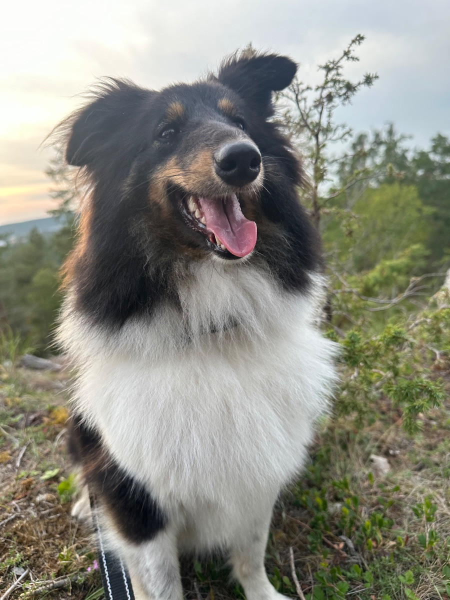 Mitzi