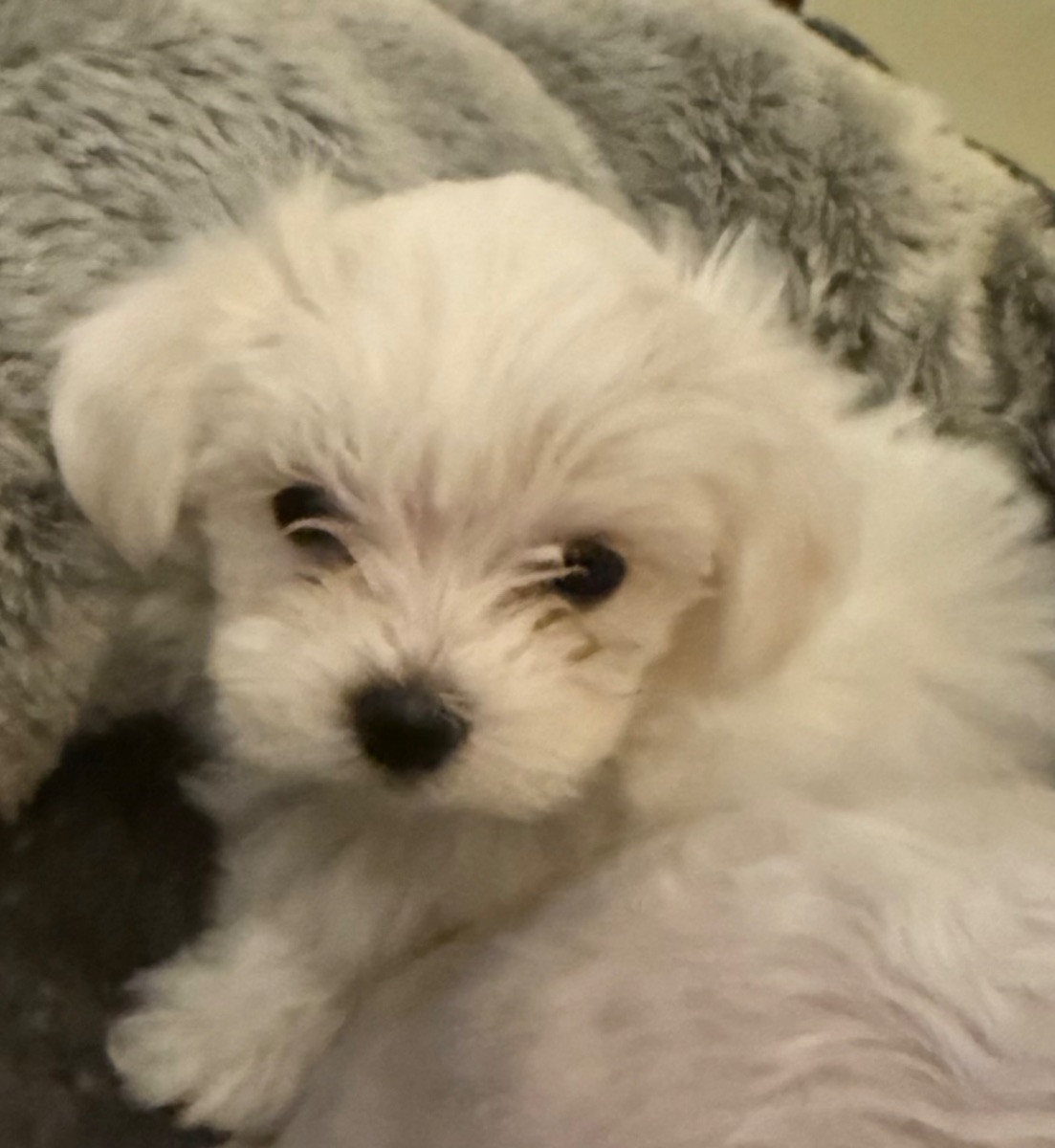 Maltese