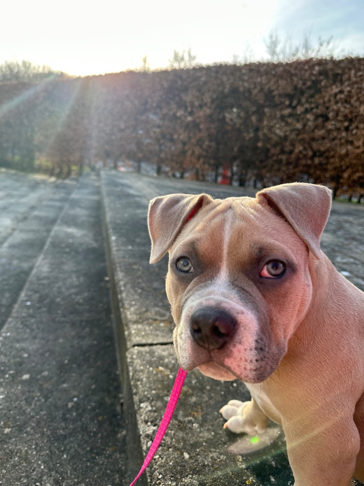 Tyson
