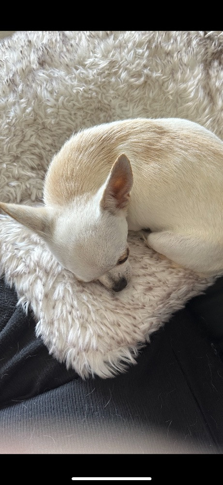 Mini chipette