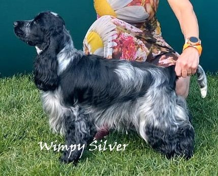 Wimpy Silver