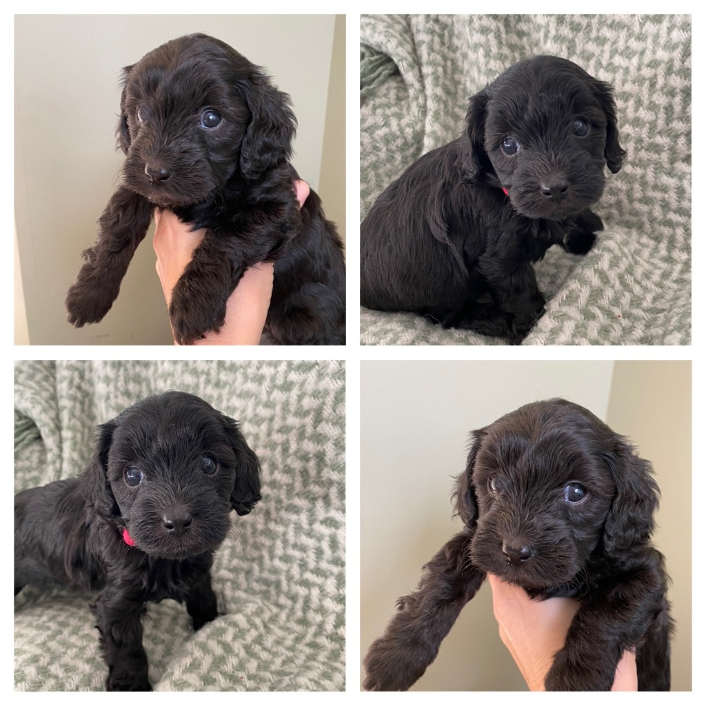 Cavapoo · Uppsala · Maria N.