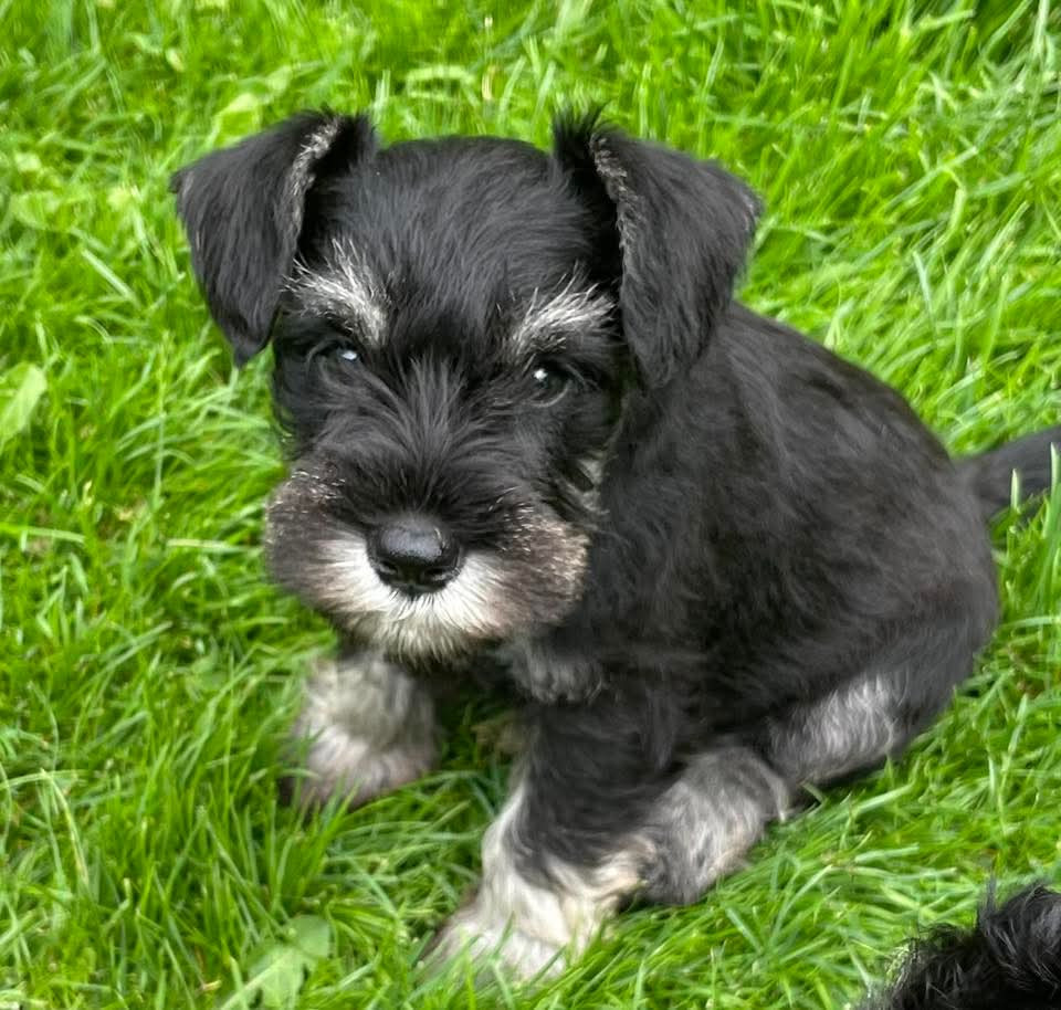 Dværgschnauzer