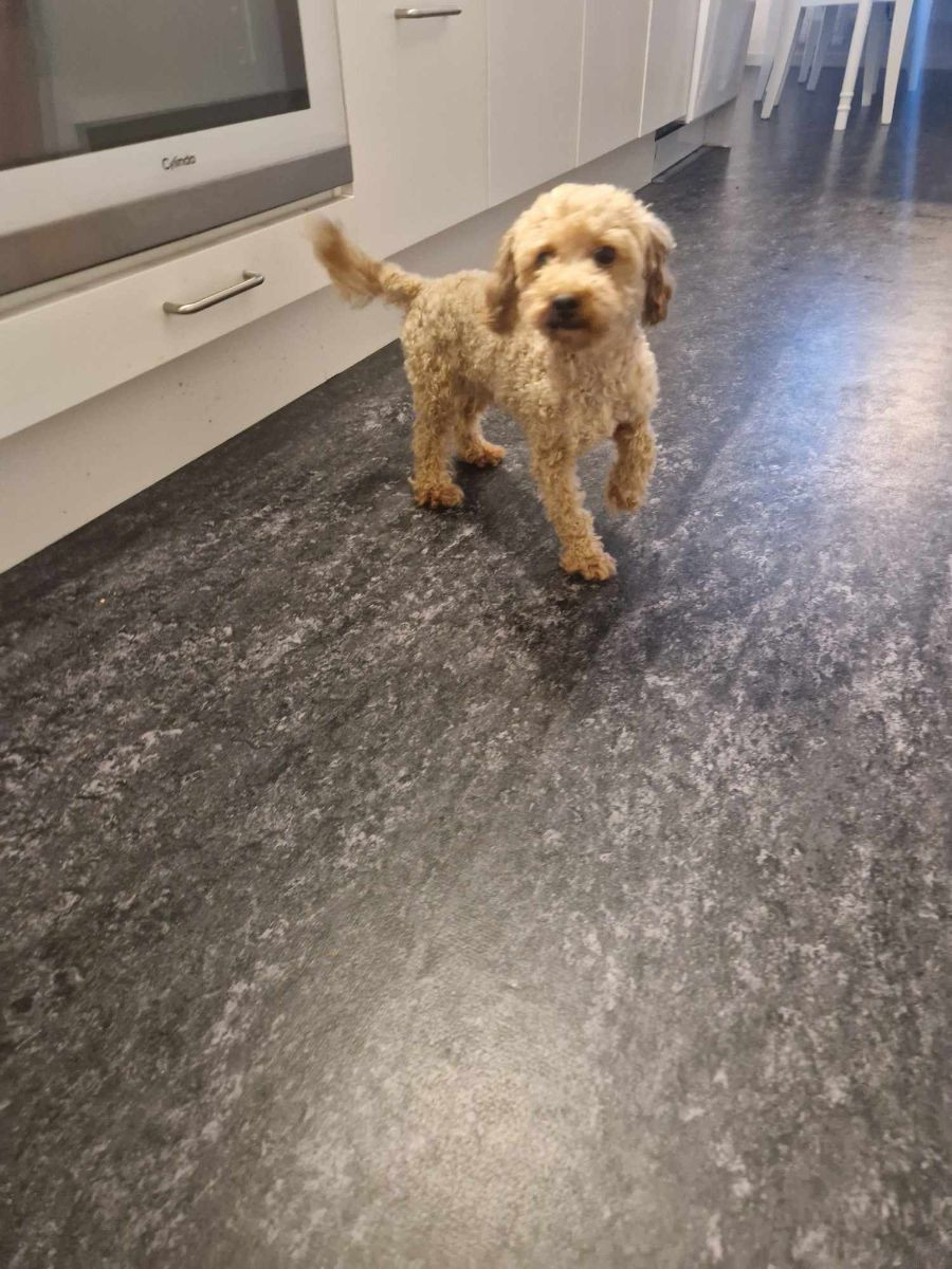 Maltipoo
