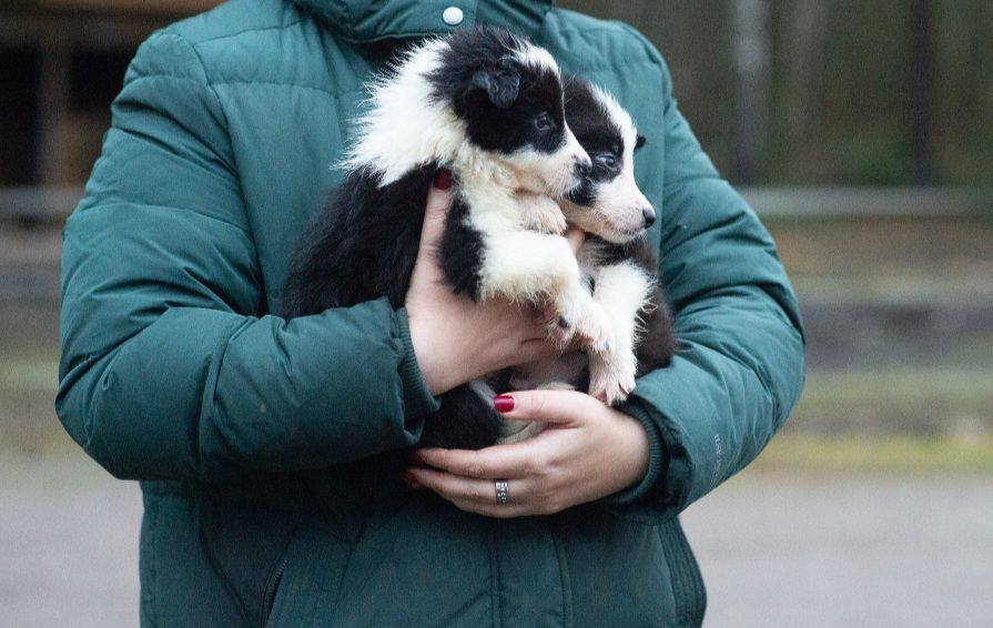 Bordercollie valpar