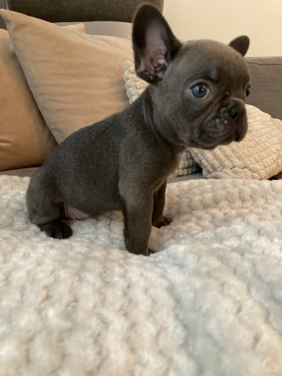 French Bulldog
