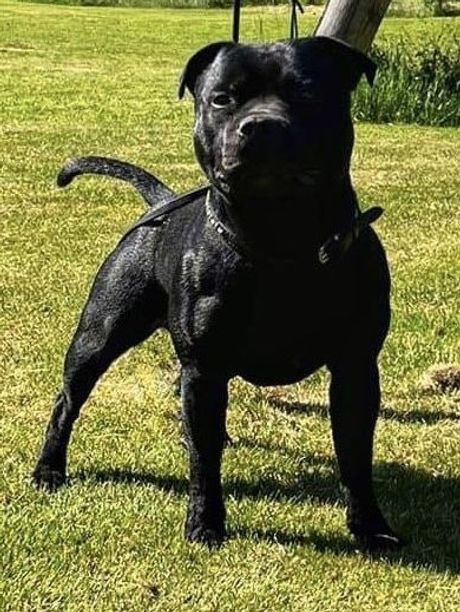 Tattmans kennel