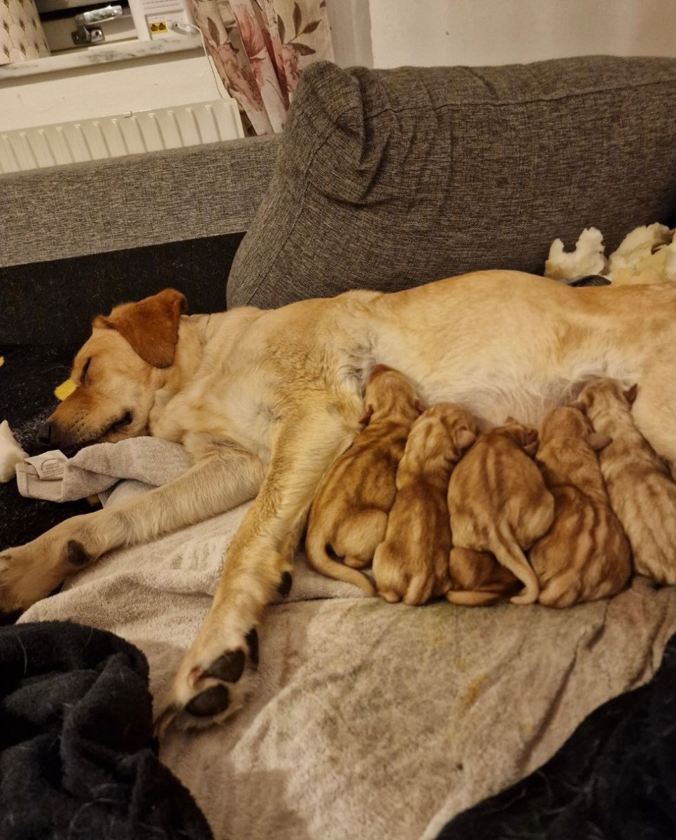 Labrador Retriever