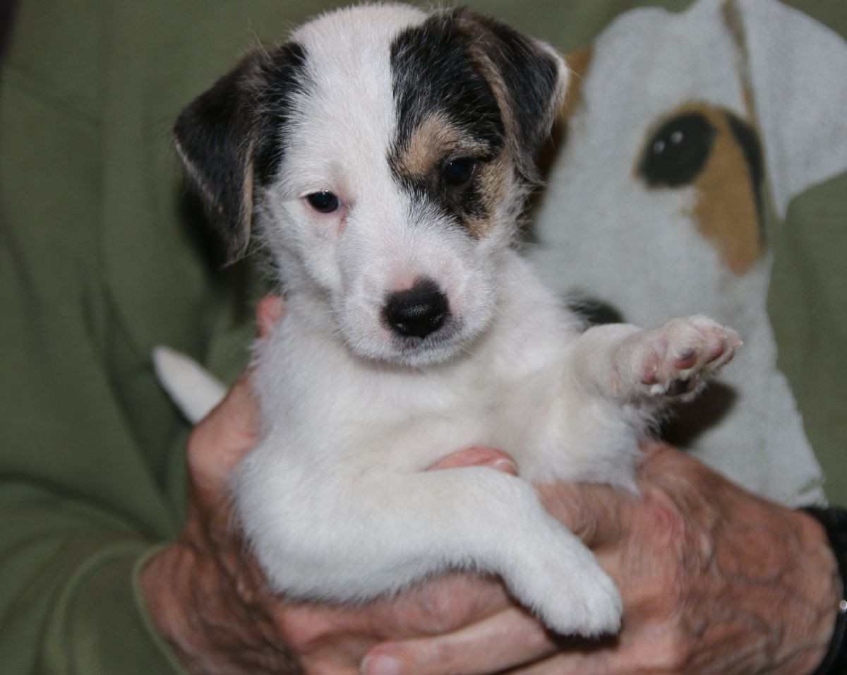 Jack Russell Terrier