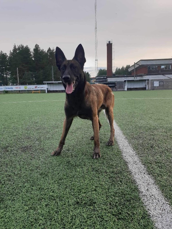 Belgisk vallhund – malinois