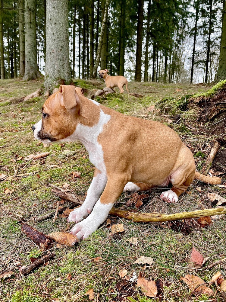 American staffordshire terrier