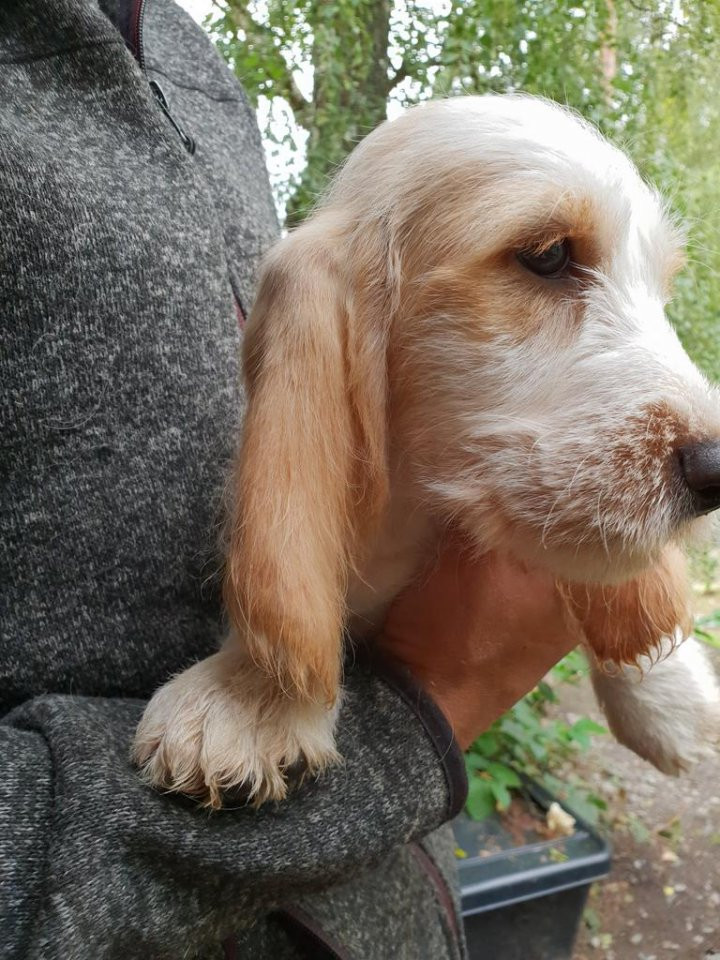 Petit basset griffon vendéen