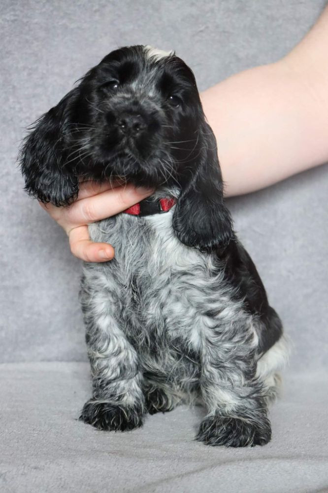 Cocker spaniel
