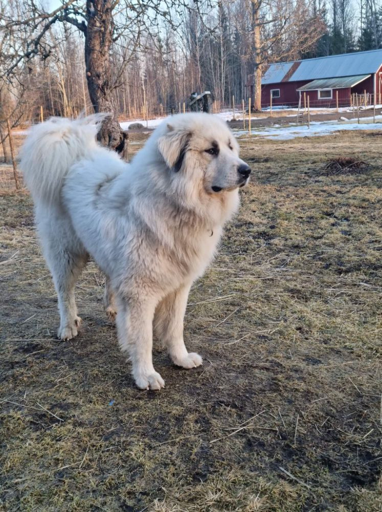 Pyrenéerhund