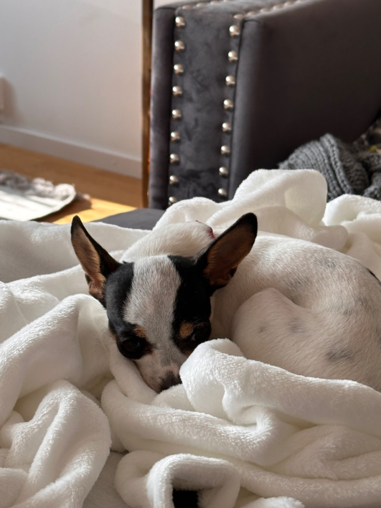 Chihuahua, Jack Rusell