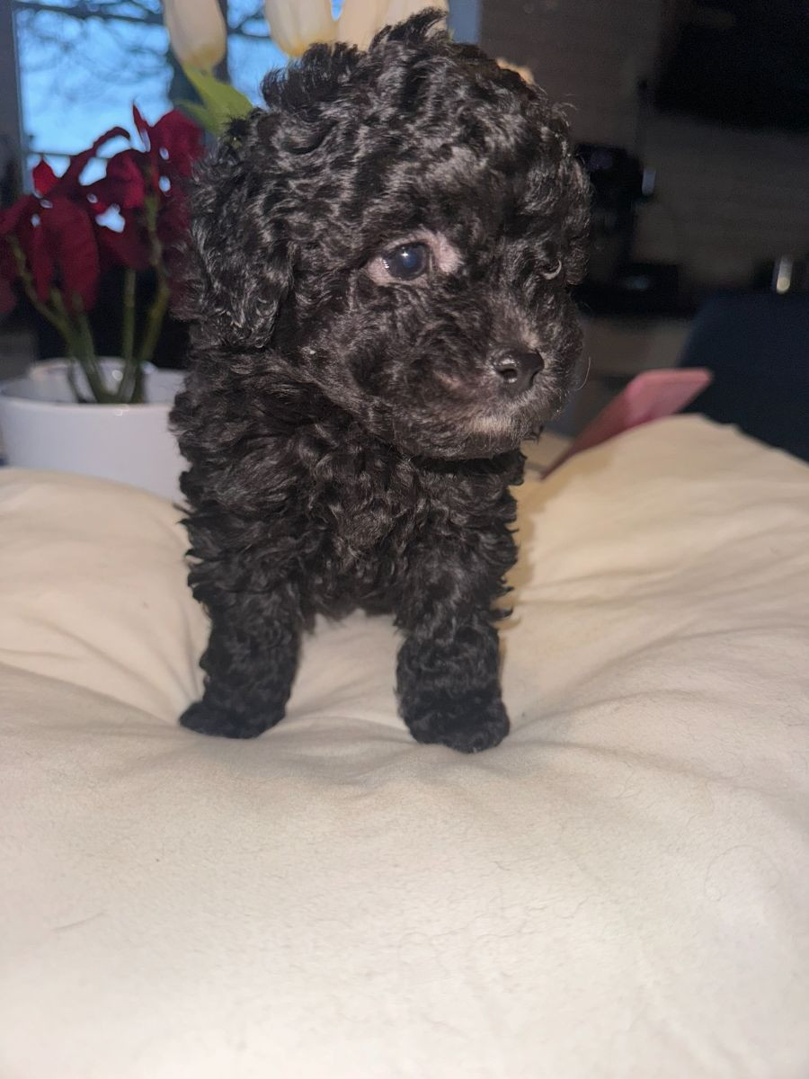 Dvärgpudel och Pomeranian · 2025-11-07 · Blentarp · Hagalunds Gård